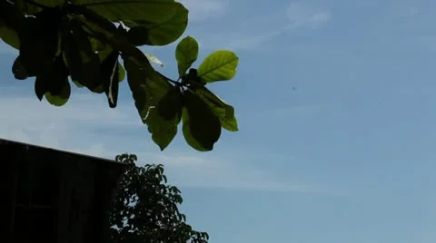 Leaves Against Blue Sky Video stock 20056902