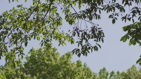 Leaves against a blue sky Stock Footage 93201459