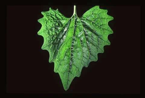 Leaves against the light Stock Photos