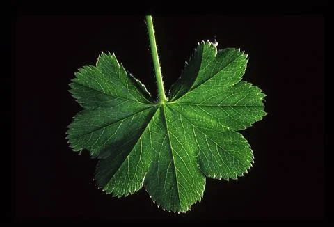Leaves against the light Stock Photos
