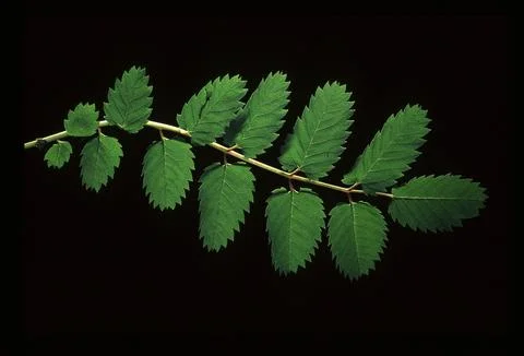 Leaves against the light Stock Photos