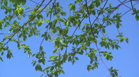 Leaves against the sky Stock Footage 57725839