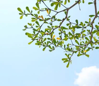 Leaves against the sky Stock Photos
