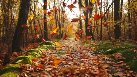 Leaves in the air blowing Stock Footage 308727401