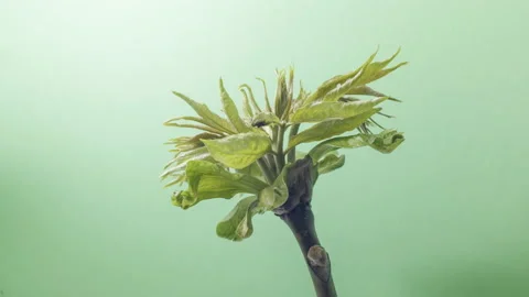 Leaves of an alianthus tree growing in the spring. Vidéo 193555597