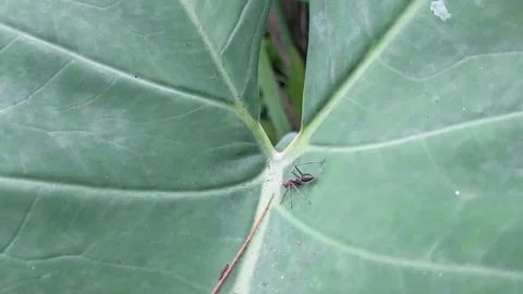 Leaves and Ants Video stock 218073333