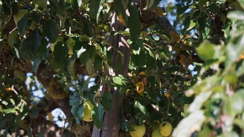 Leaves and apples on a tree in front of blue sky Stock Footage 115769087