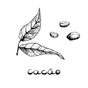 Leaves and beans of the cocoa tree. Black and white image in the style of han Illustrazione stock