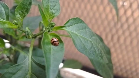 Leaves and beetles Stock-Footage 243904340