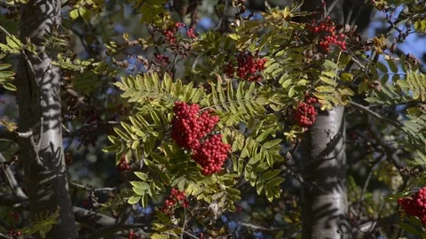 Leaves and berries Stock Footage 81504560