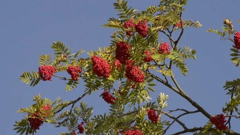 Leaves and berries Stock Footage 81504568