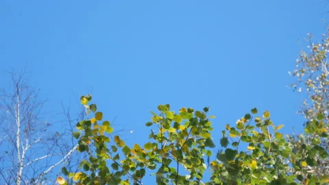 Leaves and blue sky Stock Footage 116810058