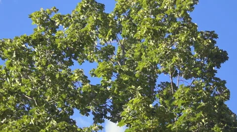Leaves and branches of a birch (2) Video stock 42126782