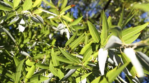 Leaves and Branches Video stock 40712392