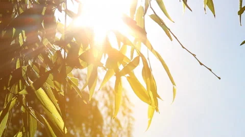 Leaves and Branches II Stock Footage 40712361