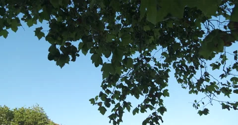 Leaves and branches of maple tree, blowing gently in the breeze Stock Footage 132223755