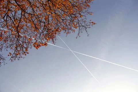 Leaves and branches of maple tree with airplane stripes Stock Photos