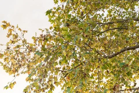 Leaves and branches of maple tree on natural white background Stock Photos
