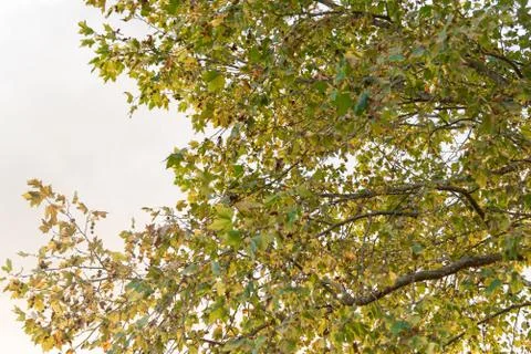 Leaves and branches of maple tree on natural white background Stock Photos