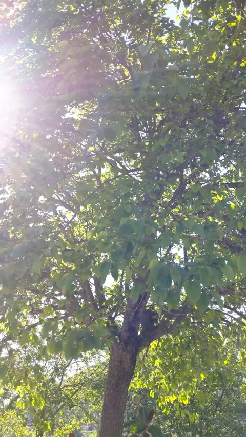 Leaves and branches of a mulberry tree backlit, vertical Stock Footage 219628972