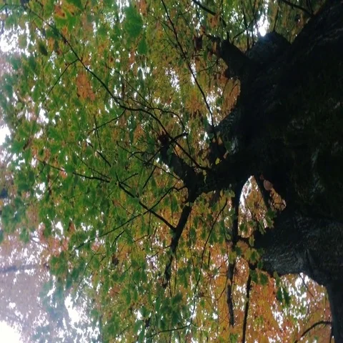 Leaves and branches of an old tree in autumn Stock Footage 69487908