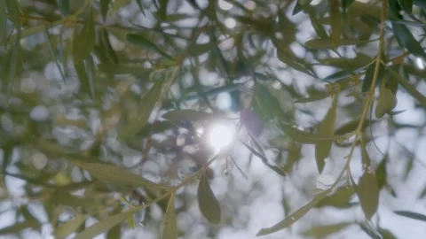 Leaves and branches of an olive tree moving in the wind in full sun, Marseille,  Stock Footage 287310930