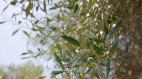 Leaves and branches of an olive tree moving in the wind in full sun, Marseille,  Stock Footage 287310945