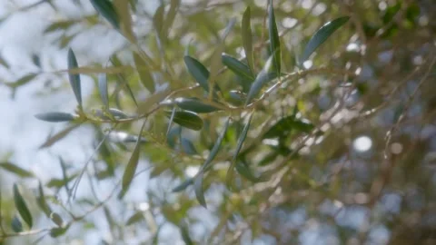 Leaves and branches of an olive tree moving in the wind in full sun, Marseille,  Stock Footage 287310954