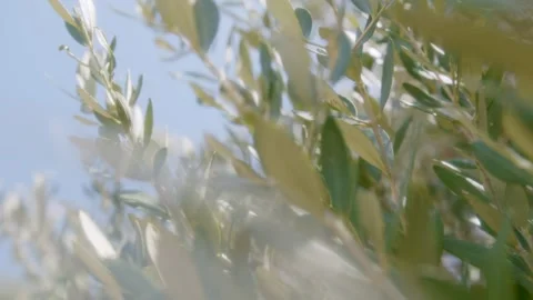 Leaves and branches of an olive tree moving in the wind in full sun, Marseille,  Stock Footage 287310987