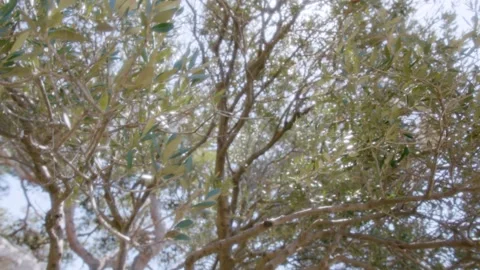Leaves and branches of an olive tree moving in the wind in full sun, Marseille,  Stock Footage 287310999