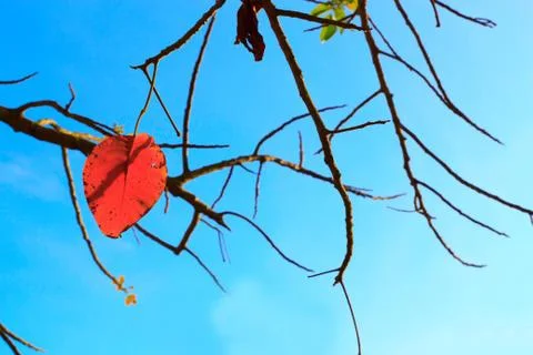 Leaves and branches Stock Photos