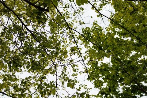Leaves and branches seen from below in a wooded area during daylight in a n.. Stock Photos