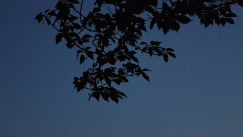 Leaves and Branches Sway in the Wind Like a Silhouette in the Dark Vídeo Stock 335194943