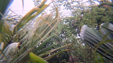 Leaves and branches swaying in the wind Stock-Footage 332358412
