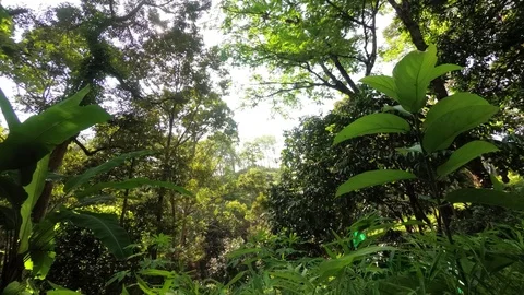 Leaves and branches of tall trees in jungle. Thailand Stockbeeldmateriaal 99791200