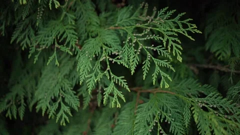 Leaves and branches of the thuja tree sway in the wind 库存影片 272958451