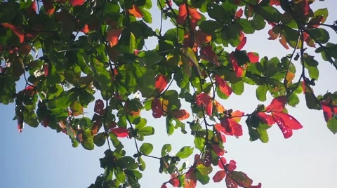Leaves and Branches of a Tree Sways on a Sky Background. Slow motion Stock Footage 58932788