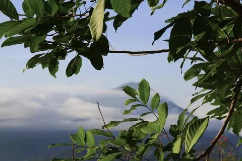 The leaves and branches of trees with the background of mountain peaks in t.. Stock Photos