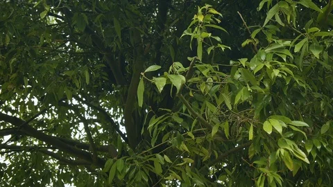 Leaves and branches of trees closeup. Stock Footage 112376596