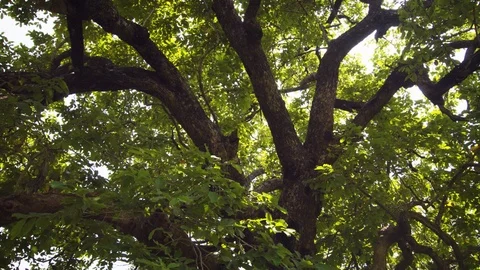 Leaves and Branches of Tropical Tree in Sri Lanka Видео 85549945