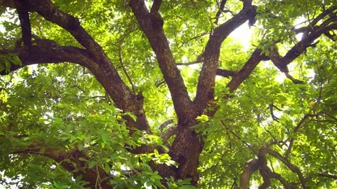 Leaves and Branches of Tropical Tree in Sri Lanka Stock Footage 153332988
