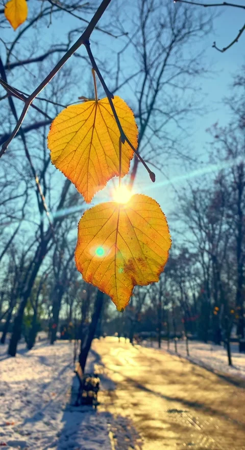 Leaves and branches in the winter forest Stock Footage 259462570