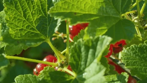Leaves and bunch of red currant Stock Footage 135320676