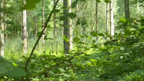 Leaves and bushes in the forest Stock Footage 240180077