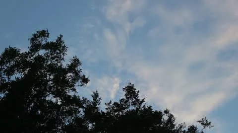 Leaves and clouds 2 Stock Footage 20065267