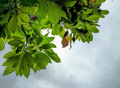 Leaves and clouds background Stock Photos