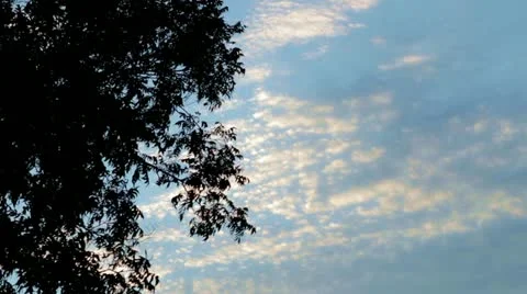 Leaves and clouds Stock Footage 20076170