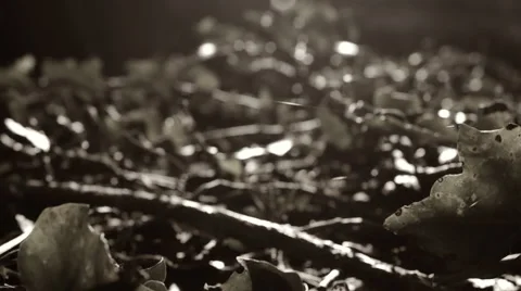 Leaves and cobwebs in the wind Stock Footage 40921837