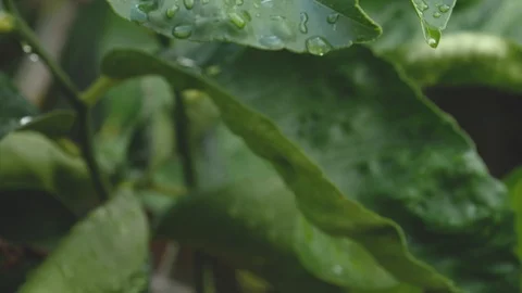 Leaves and dew Video stock 96612547