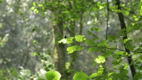 Leaves and dragonfly  Stock Footage
